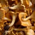 Chanterelle.jpg