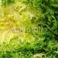 Frisée verte