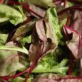 Mesclun